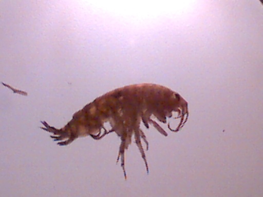 Piccoli crostacei raccolti dal Po vicino a Settimo Torinese